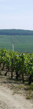 Alsace wine tour segway