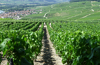 rallye pédestre dans le vignoble