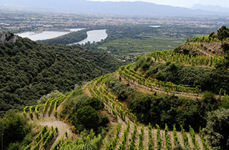 trésors de côte rôtie