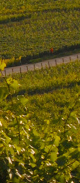 Organisation événements vin